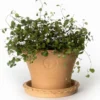 Kruka Sturehof - Liljencrantz 20 cm