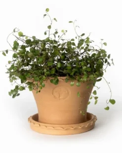 Kruka Sturehof - Liljencrantz 20 cm